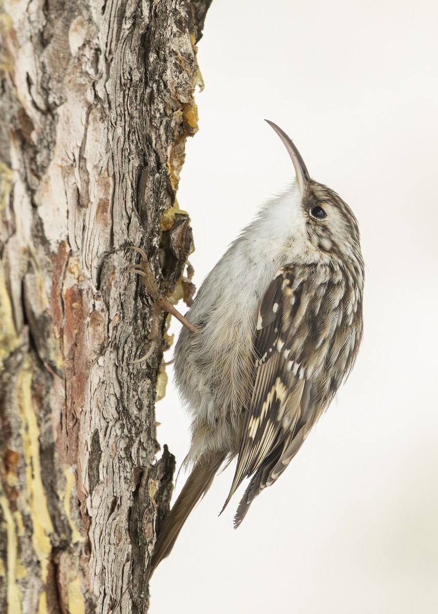Short-toed Treecreeper - ML628930380