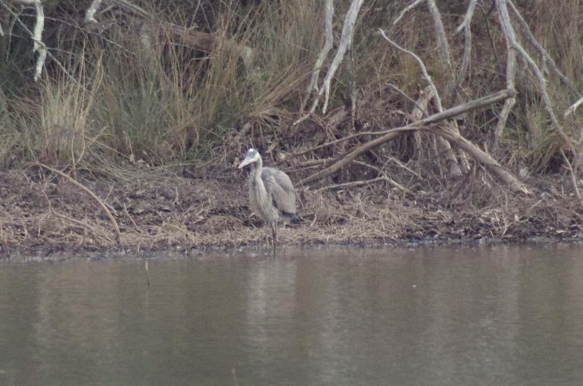 Great Blue Heron - ML628930387