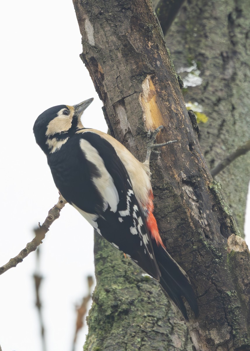Great Spotted Woodpecker (Great Spotted) - ML628930402