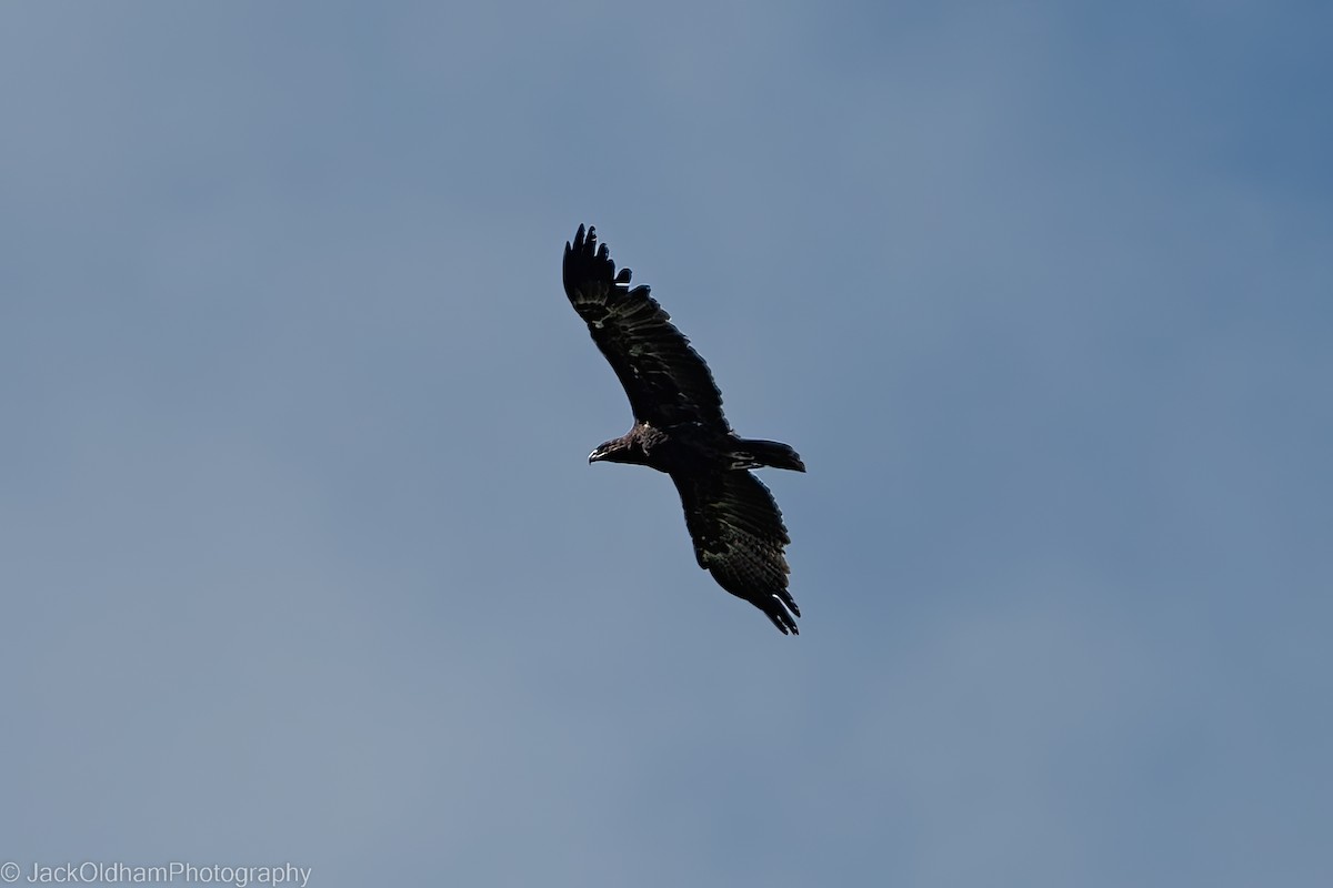 Tawny Eagle - ML628930556