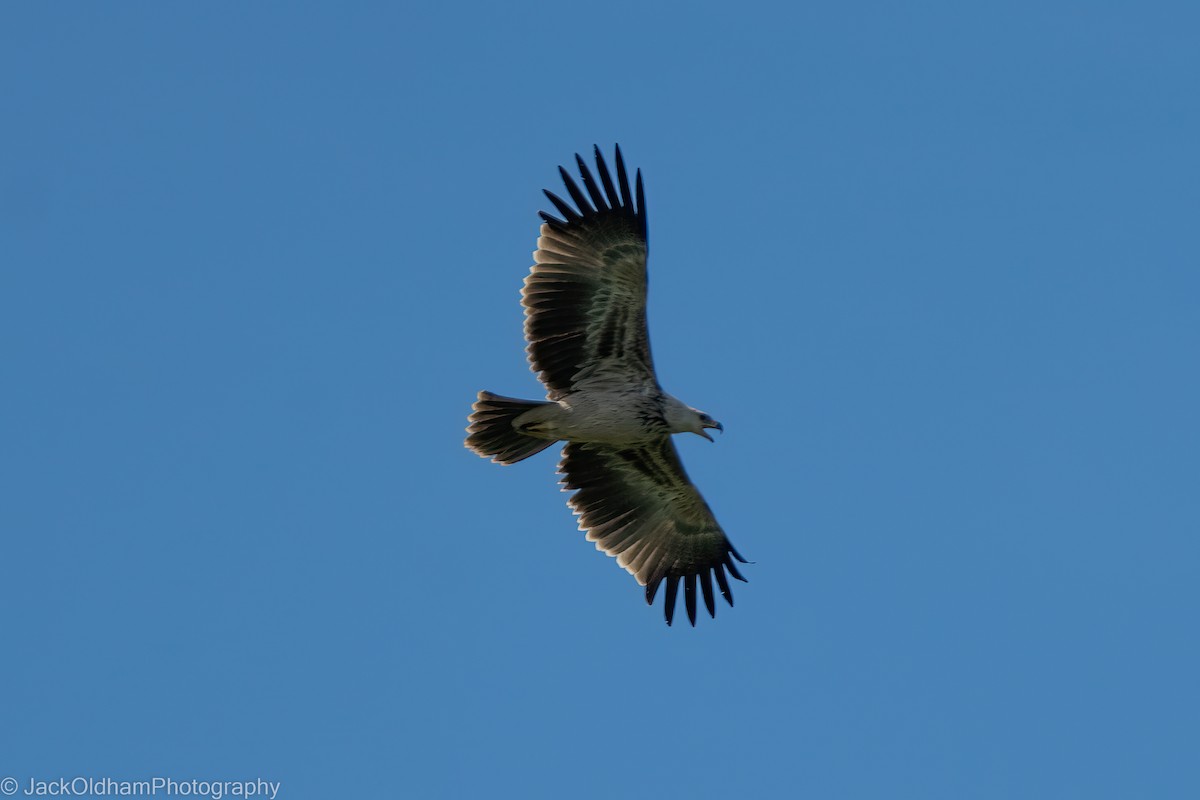 Tawny Eagle - ML628930557