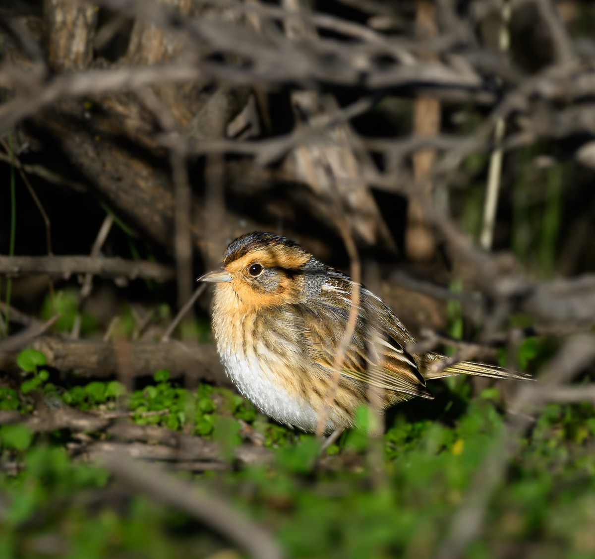 Nelson's Sparrow - ML628930662