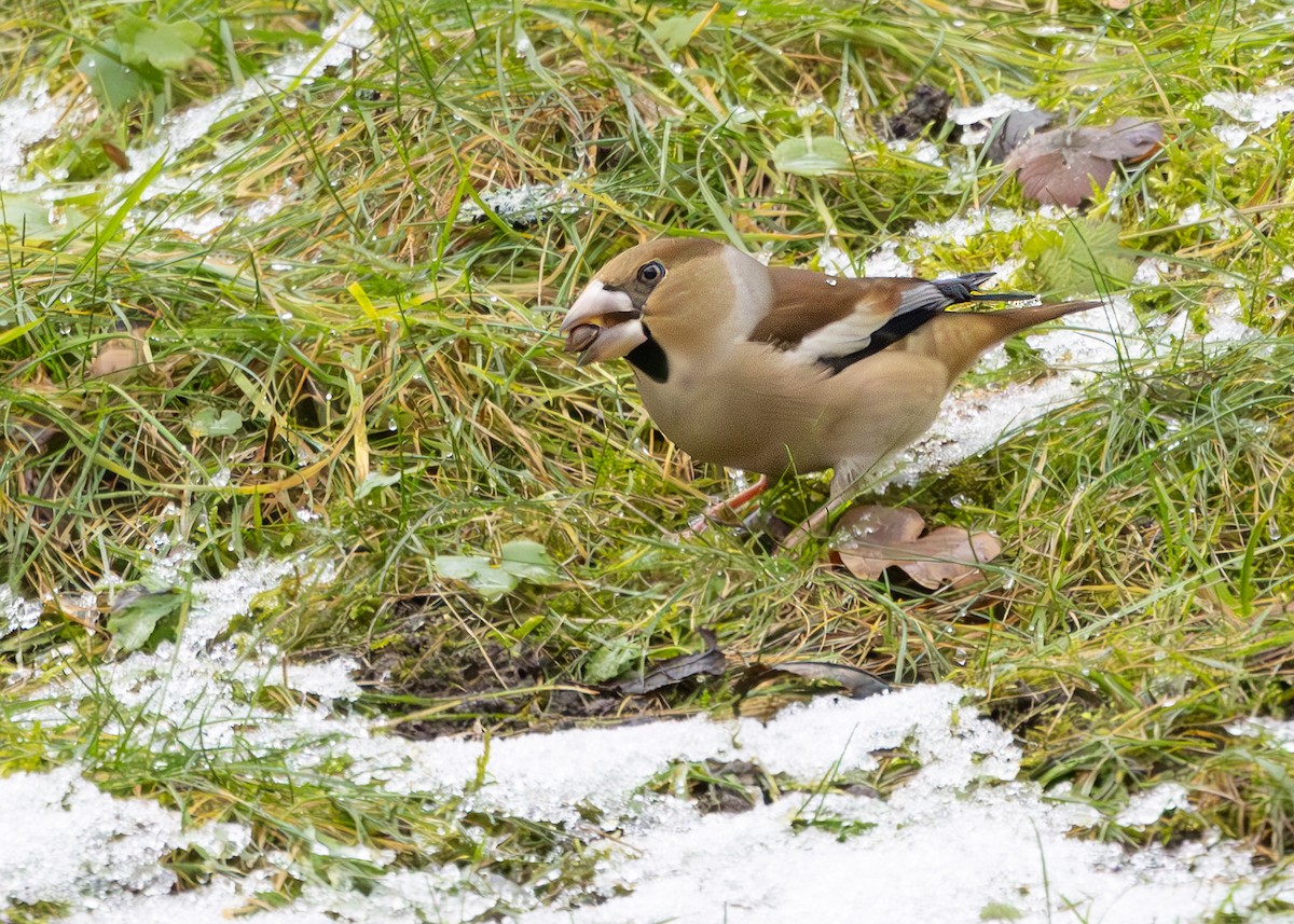 Банхар булжуухай - ML628930752