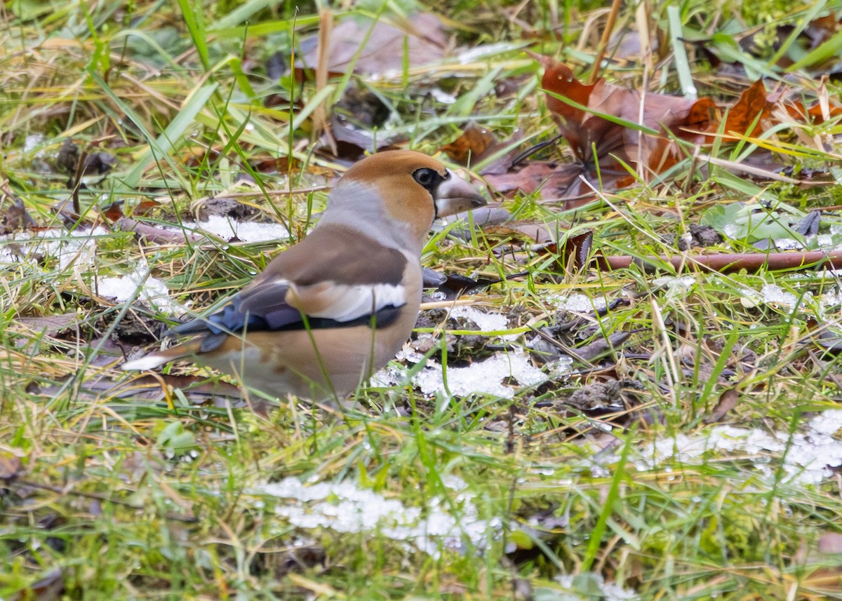 Банхар булжуухай - ML628930754