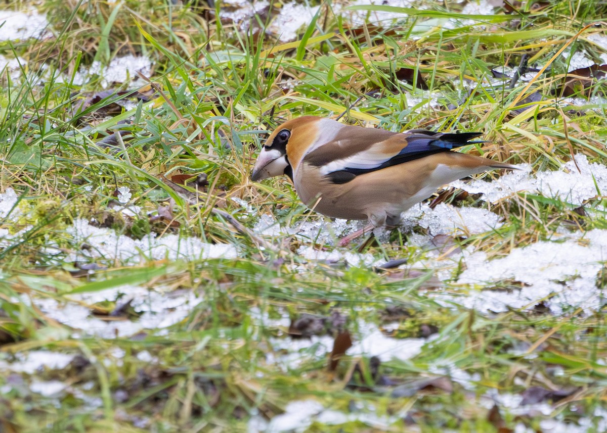 Банхар булжуухай - ML628930756