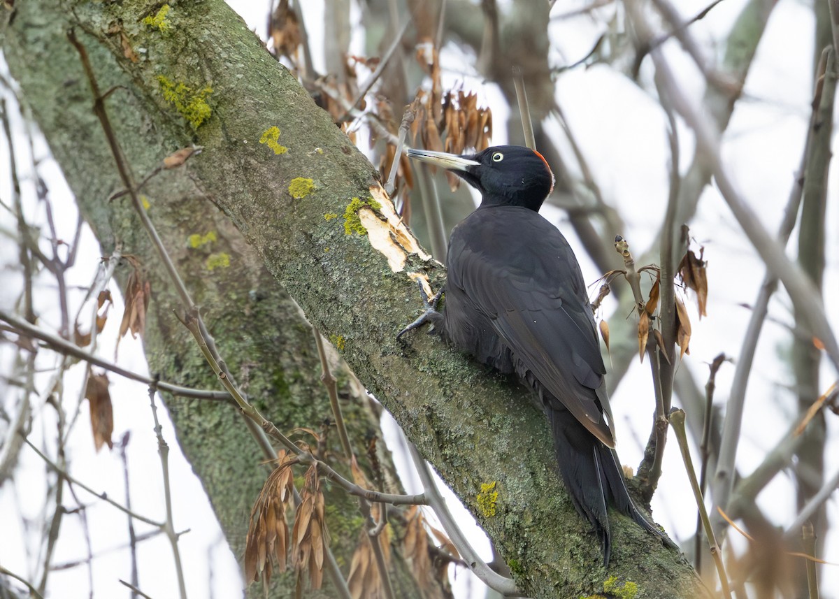 Хар тоншуул - ML628930766