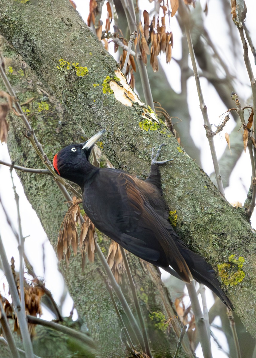 Хар тоншуул - ML628930767