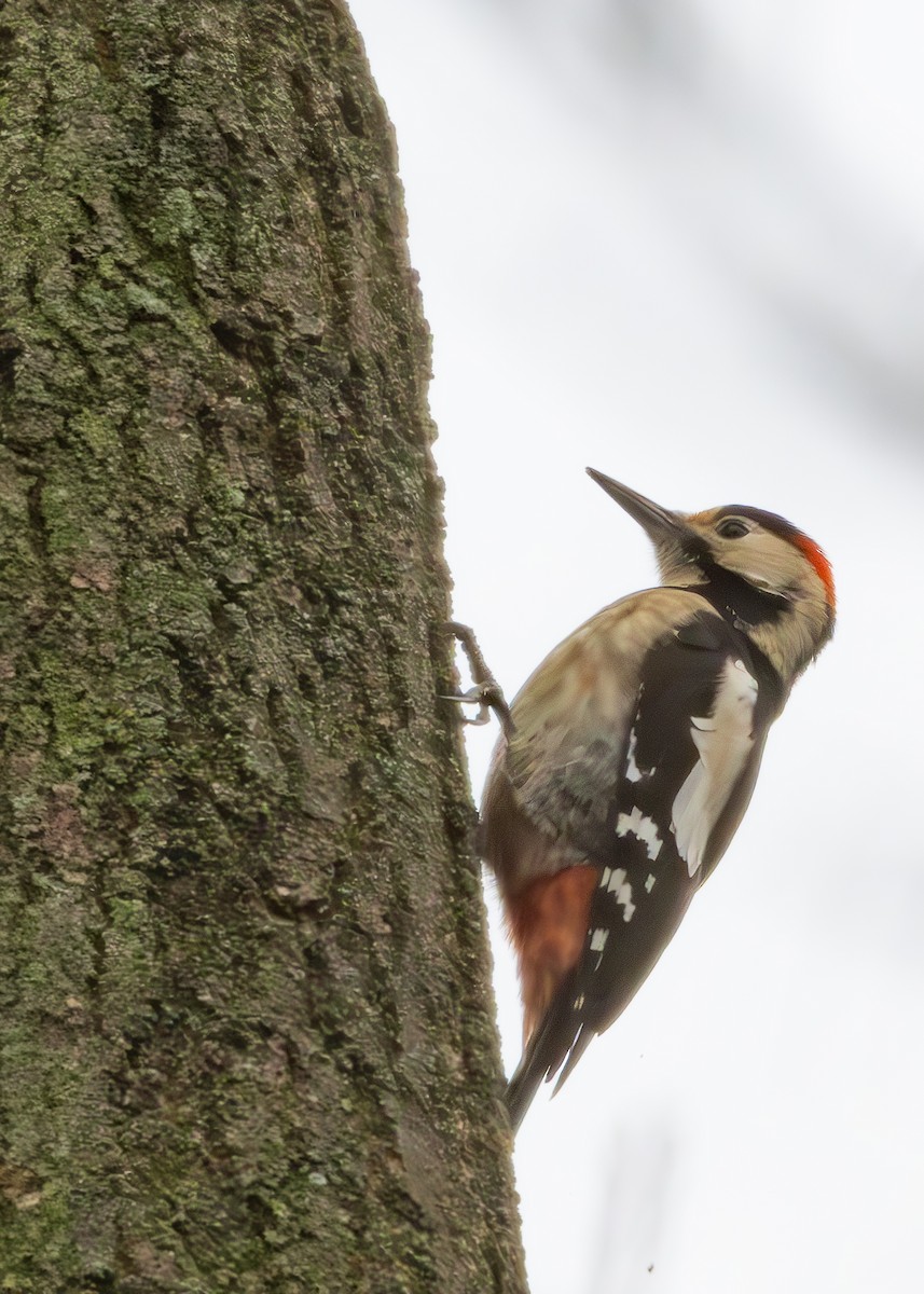 Syrian Woodpecker - ML628930797