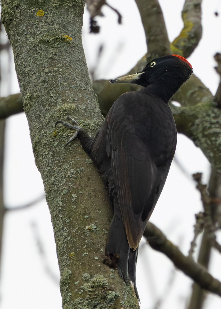 Хар тоншуул - ML628930801