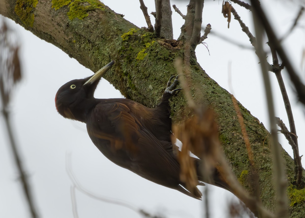 Хар тоншуул - ML628930803