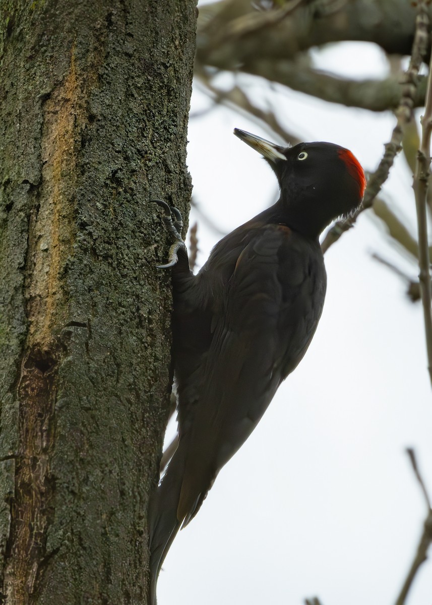 Хар тоншуул - ML628930804