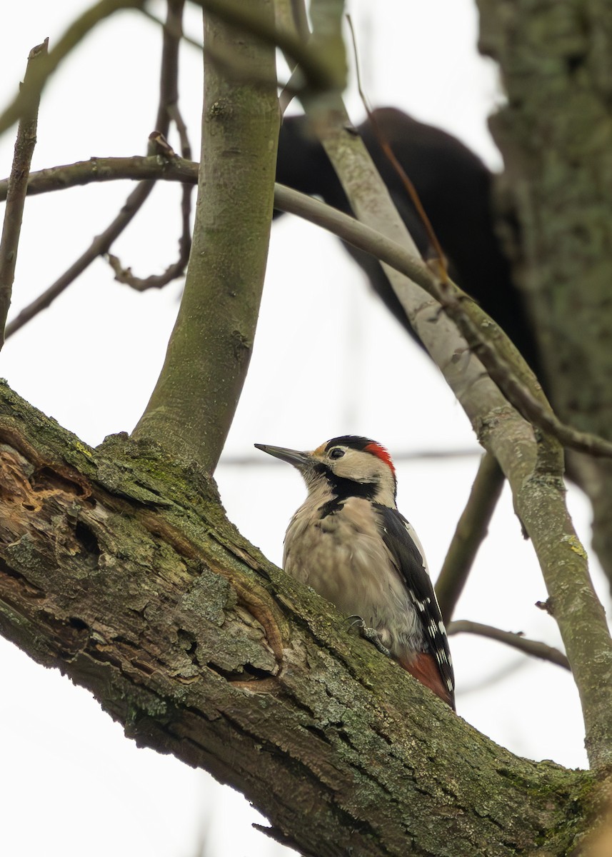 Syrian Woodpecker - ML628930808