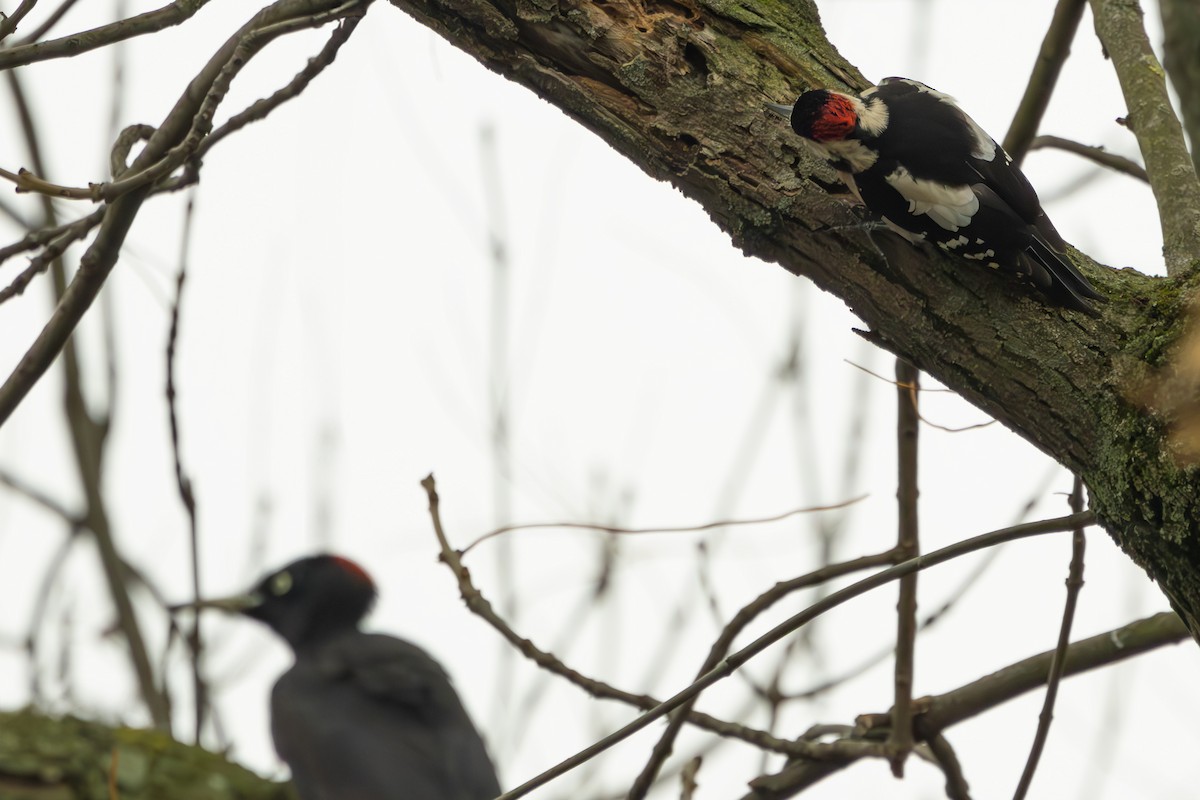 Syrian Woodpecker - ML628930809