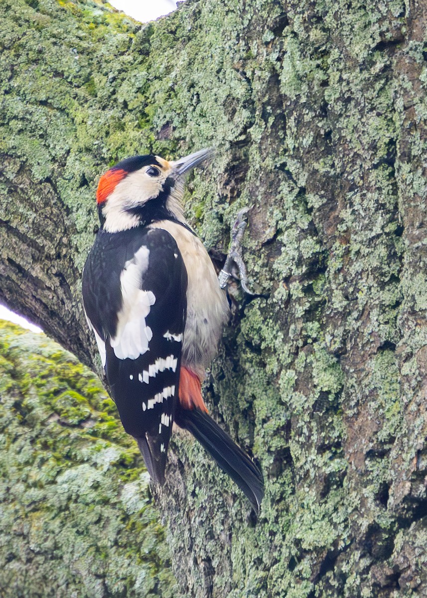 Syrian Woodpecker - ML628930814