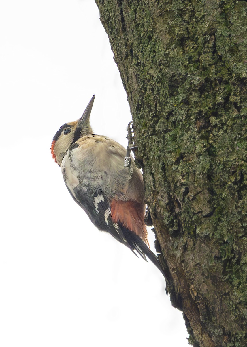 Syrian Woodpecker - ML628930815