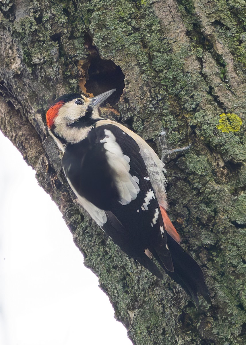 Syrian Woodpecker - ML628930816