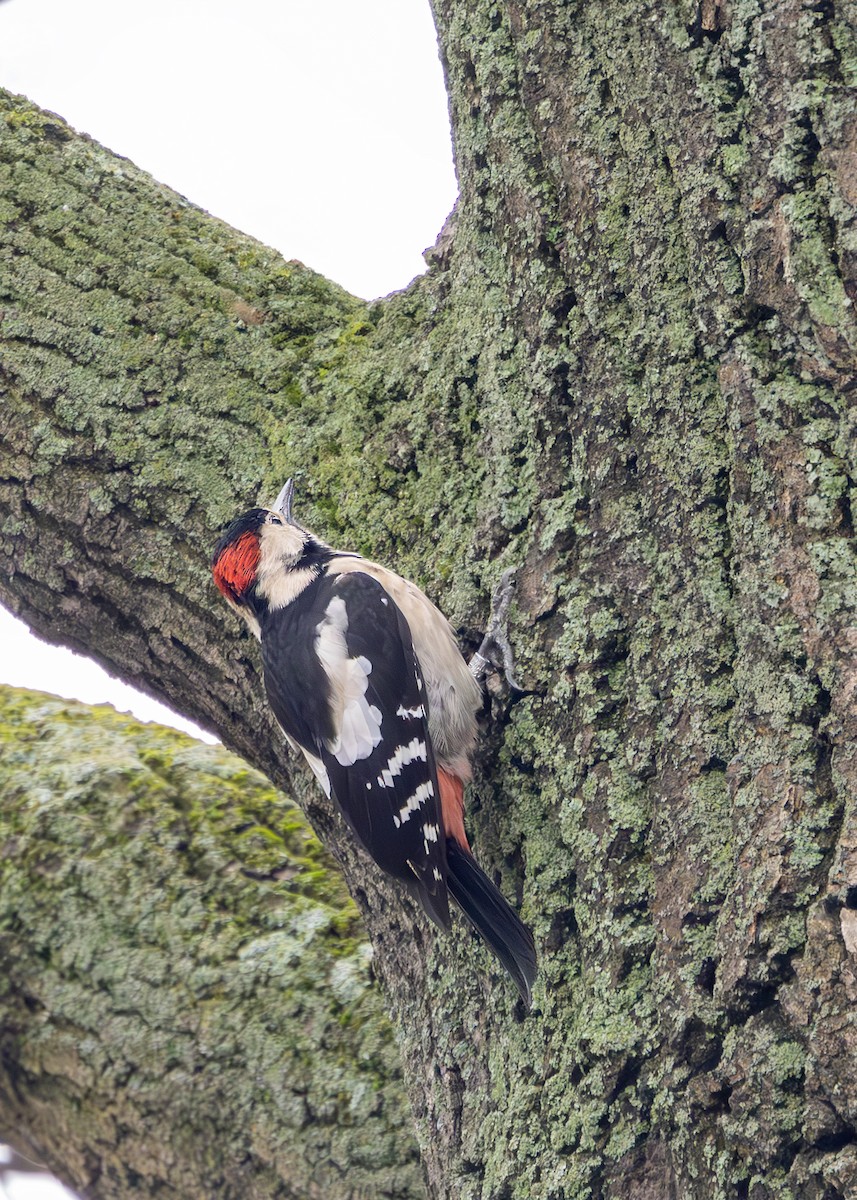 Syrian Woodpecker - ML628930818