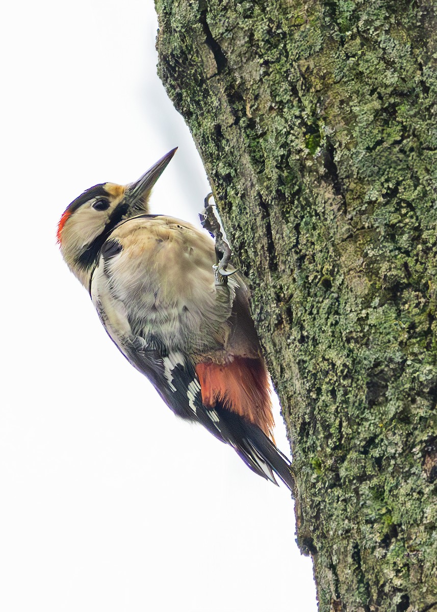 Syrian Woodpecker - ML628930819