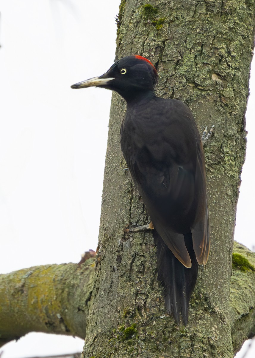 Хар тоншуул - ML628930832