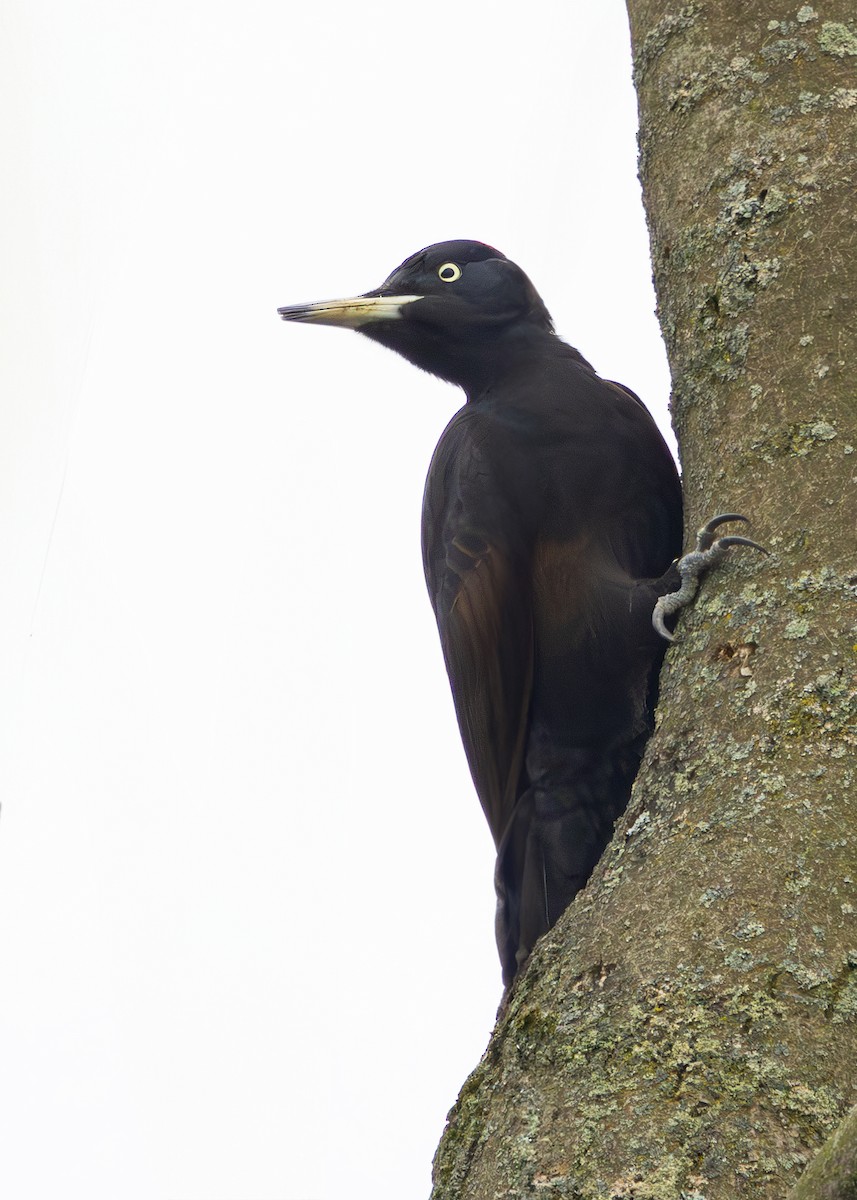 Хар тоншуул - ML628930833