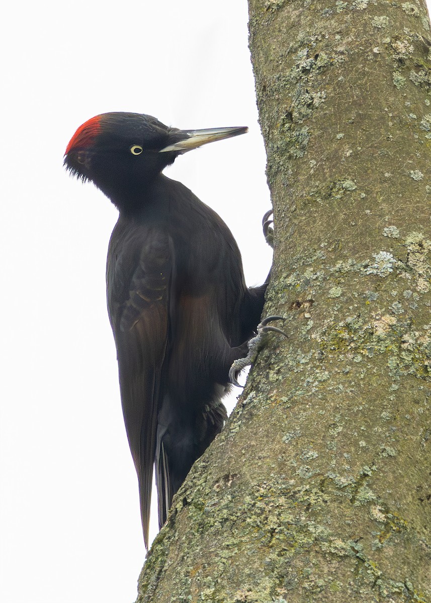 Хар тоншуул - ML628930834