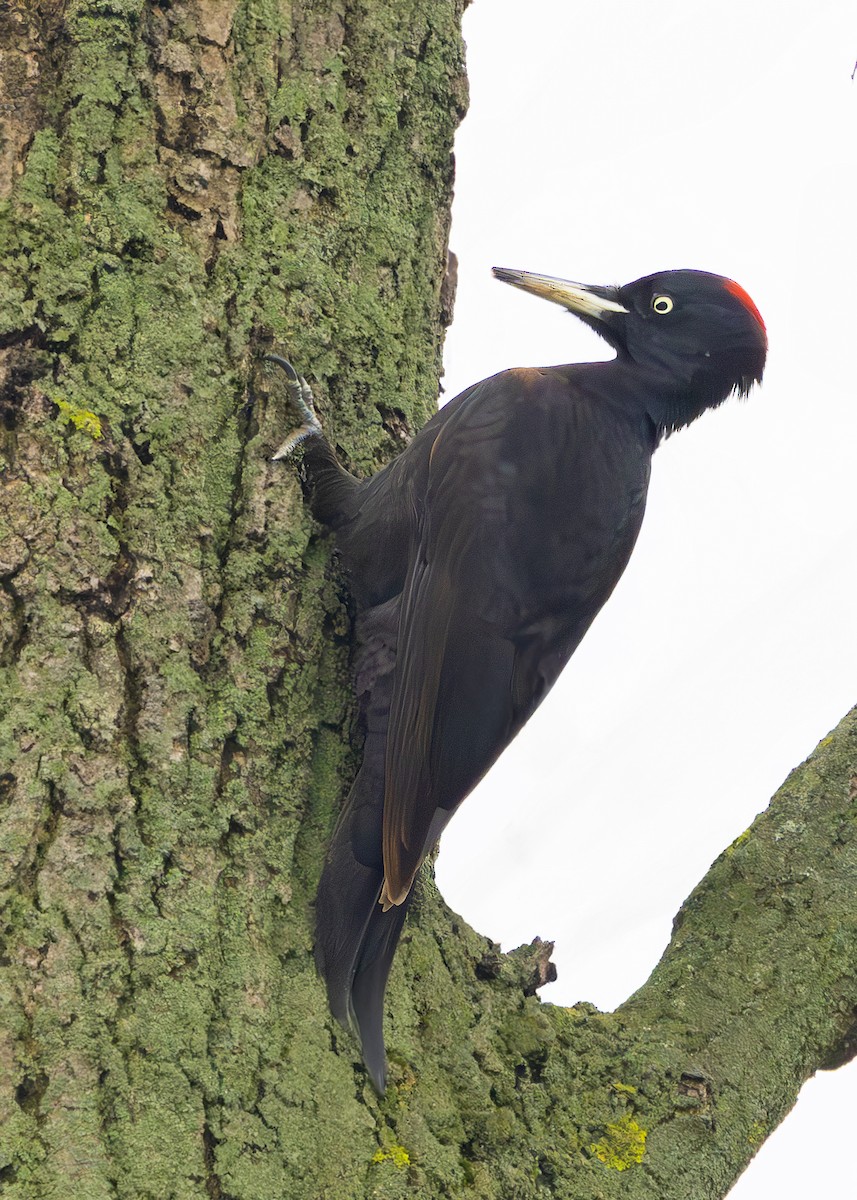 Хар тоншуул - ML628930835