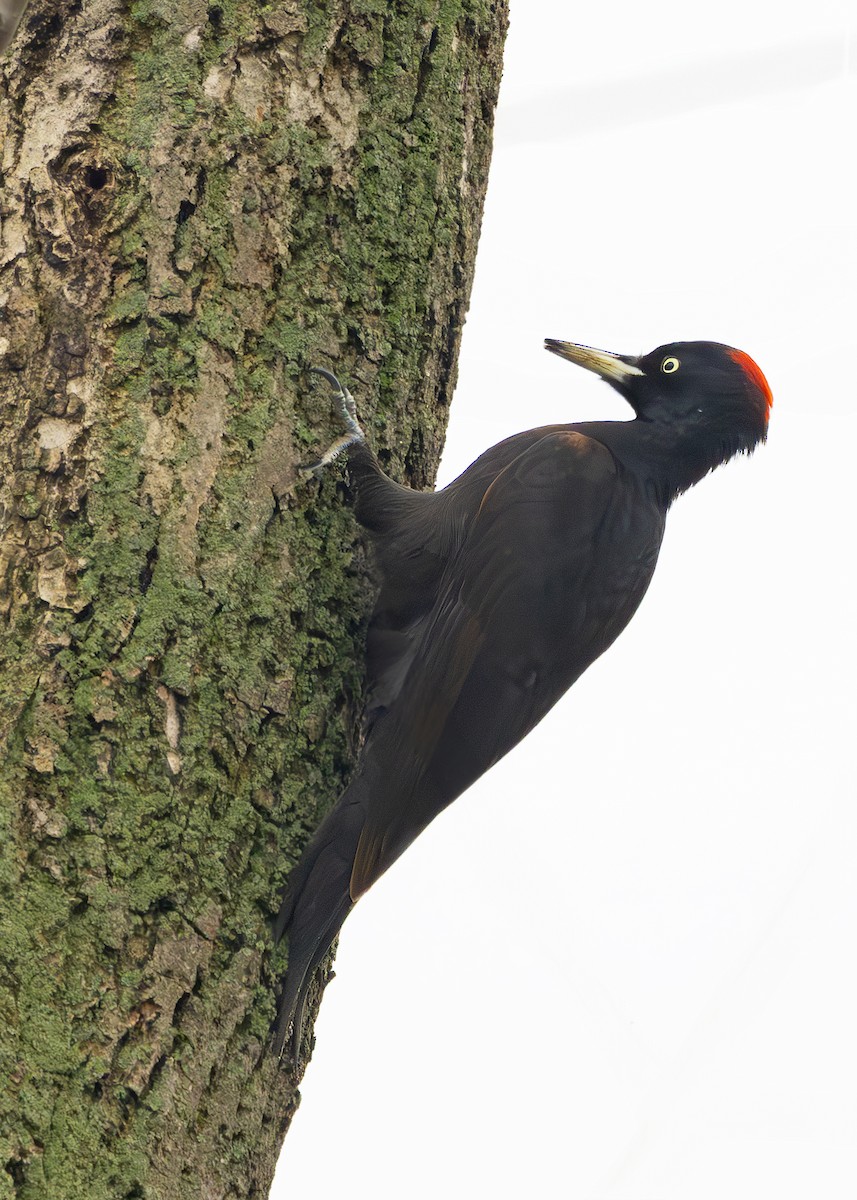 Хар тоншуул - ML628930836