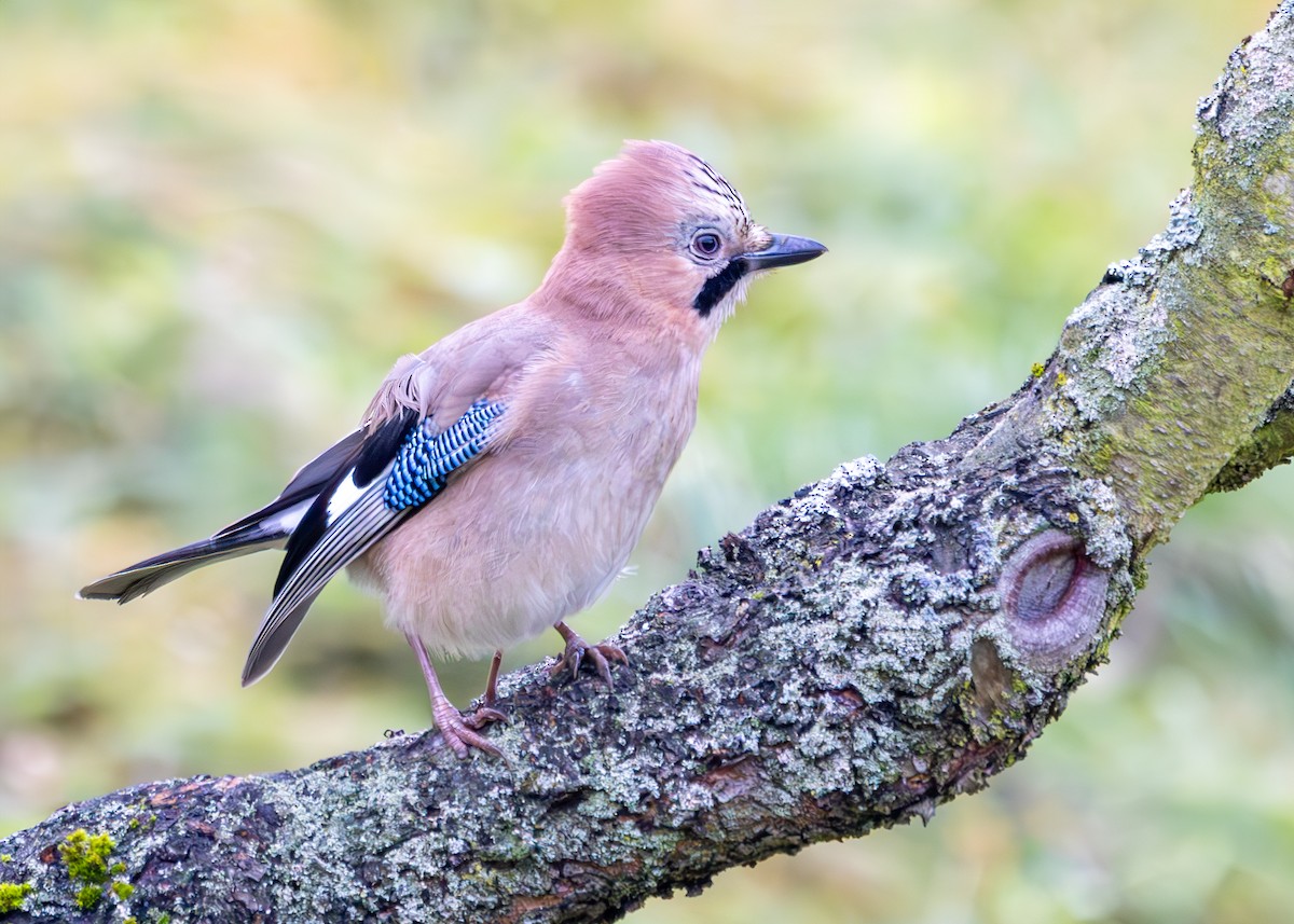 Eurasian Jay (Eurasian) - ML628930844