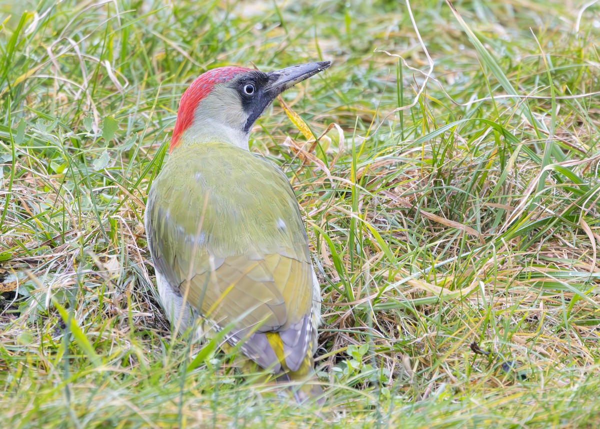 Eurasian Green Woodpecker (Eurasian) - ML628930860