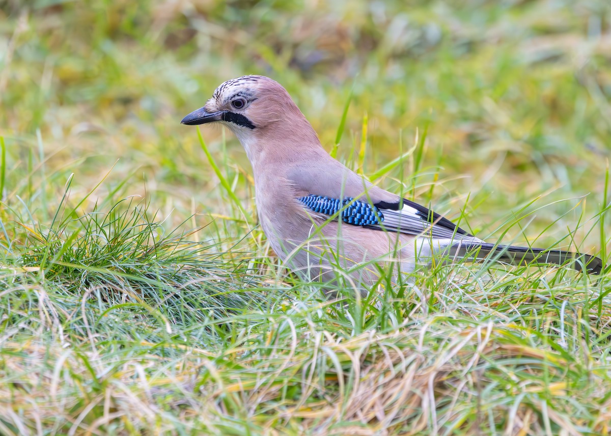 Eurasian Jay (Eurasian) - ML628930862