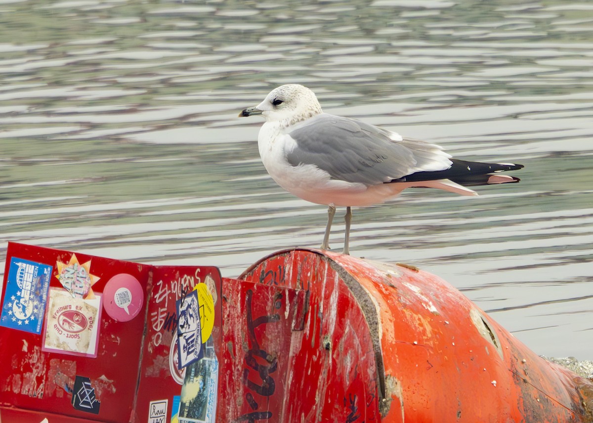 Үүлэн цахлай - ML628931149