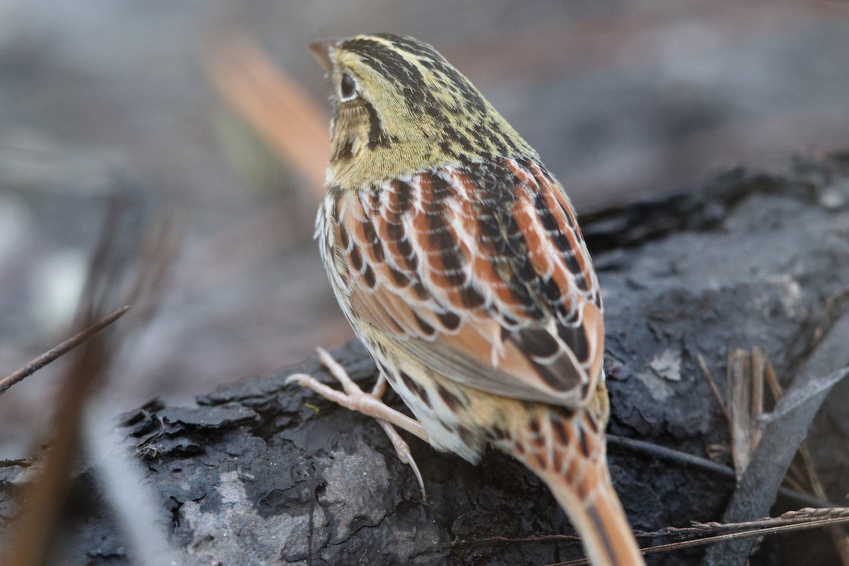 Henslow's Sparrow - ML628931270