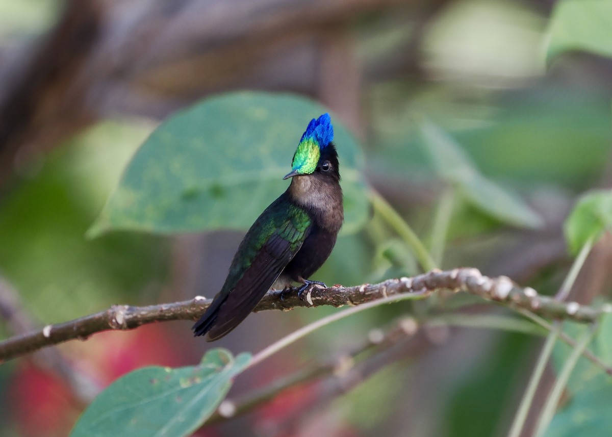 Antillean Crested Hummingbird (Grenadines and Grenada) - ML628931435