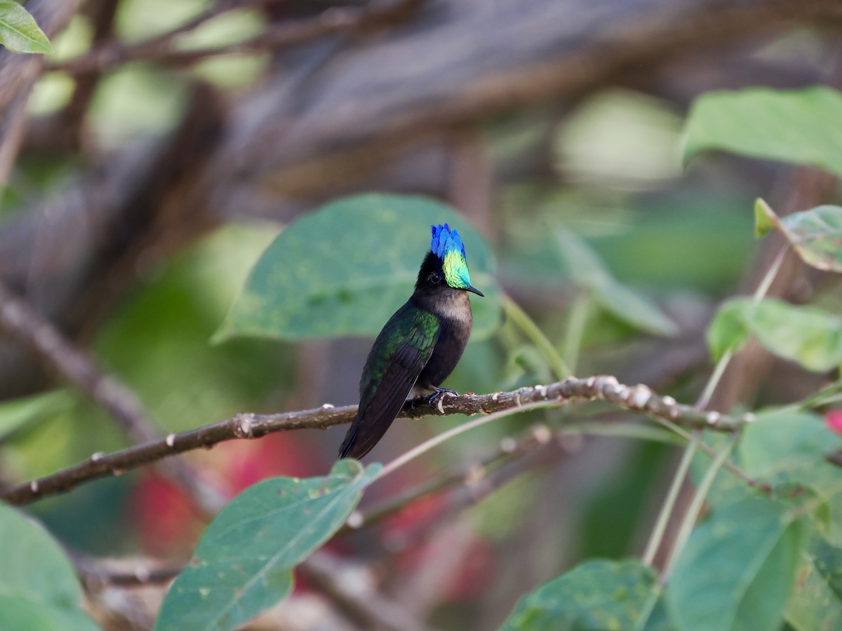 Antillean Crested Hummingbird (Grenadines and Grenada) - ML628931436