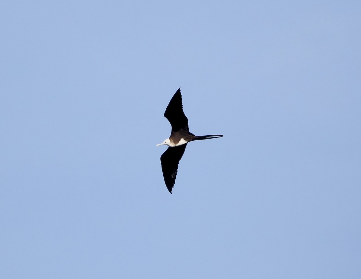 Magnificent Frigatebird - ML628931445