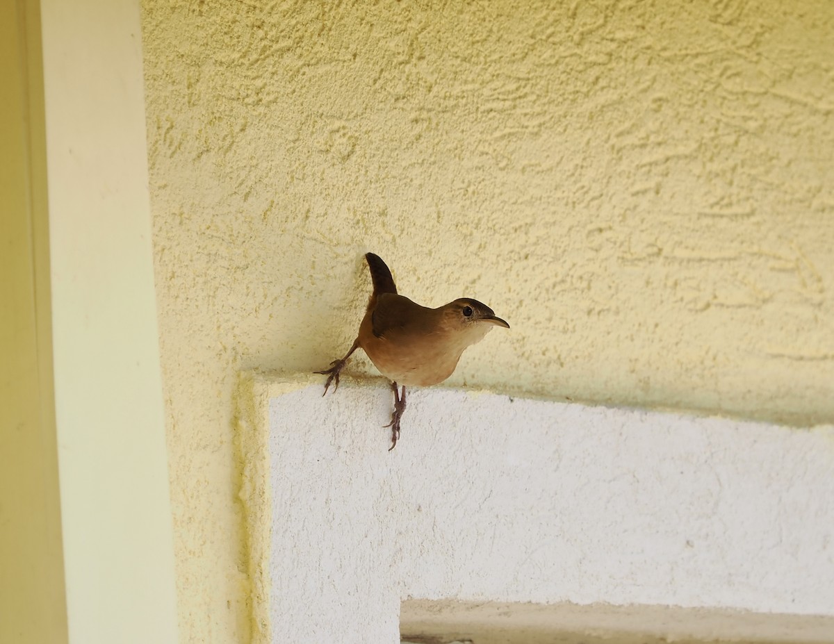 Grenada Wren - ML628931460