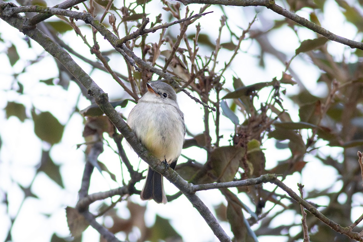 Gray Flycatcher - ML628931462