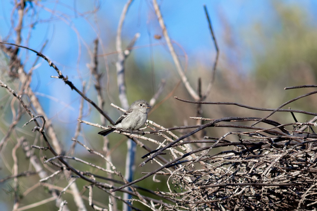 Gray Flycatcher - ML628931466