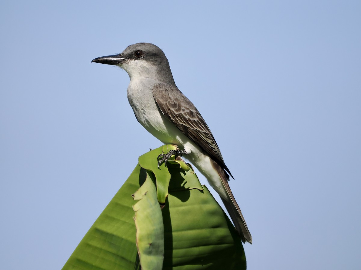 Gray Kingbird - ML628931492