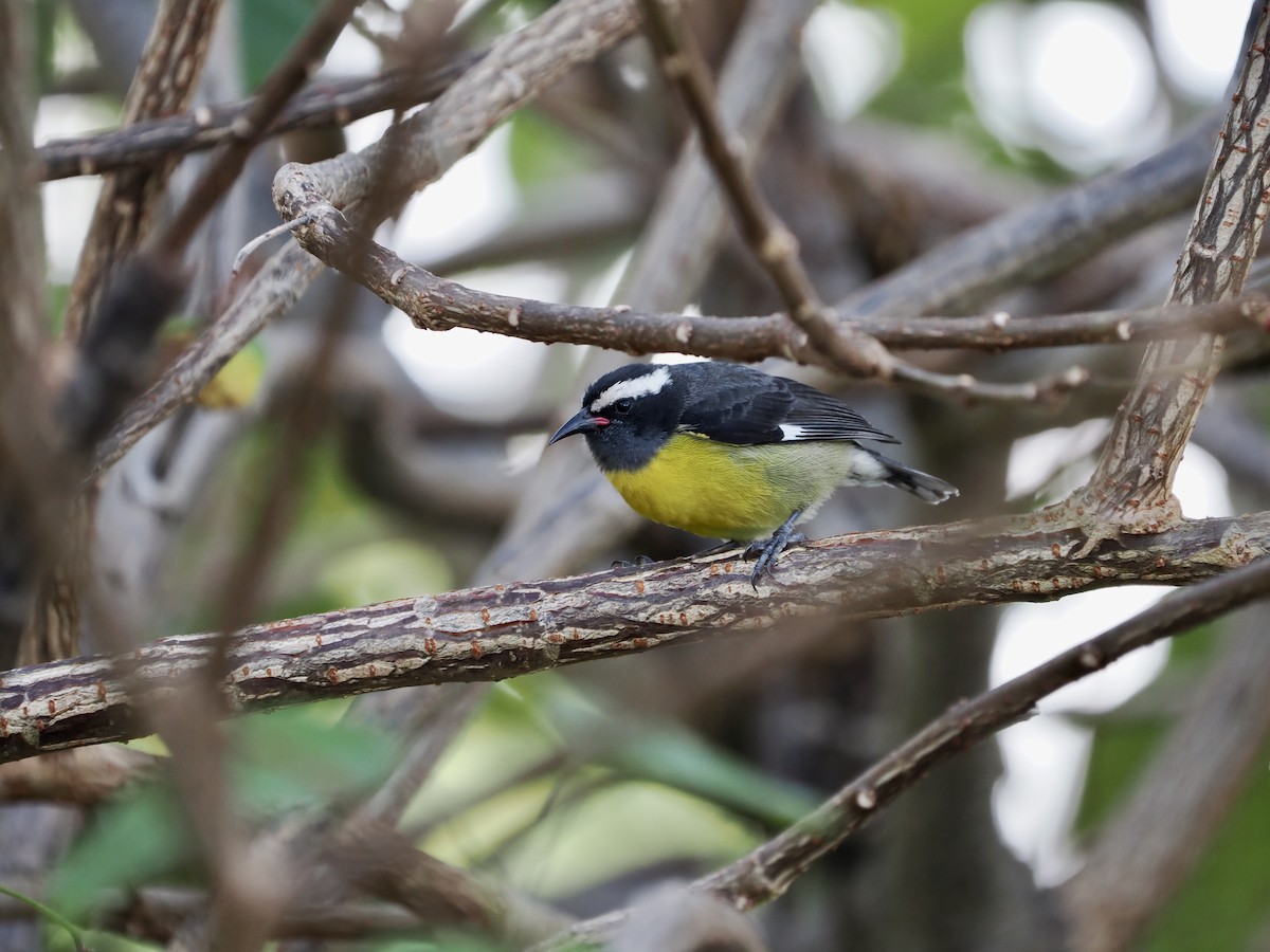 Bananaquit (Grenada) - ML628931509