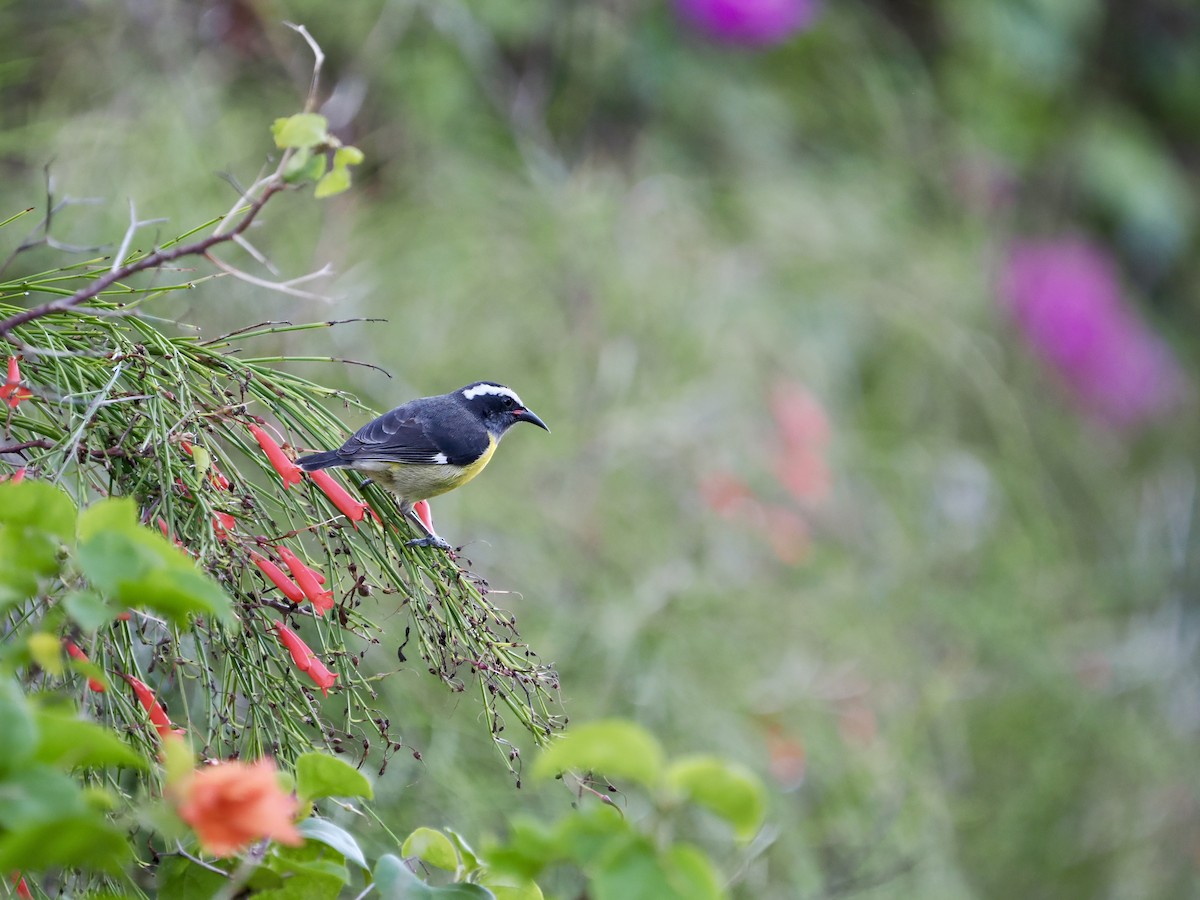 Bananaquit (Grenada) - ML628931510