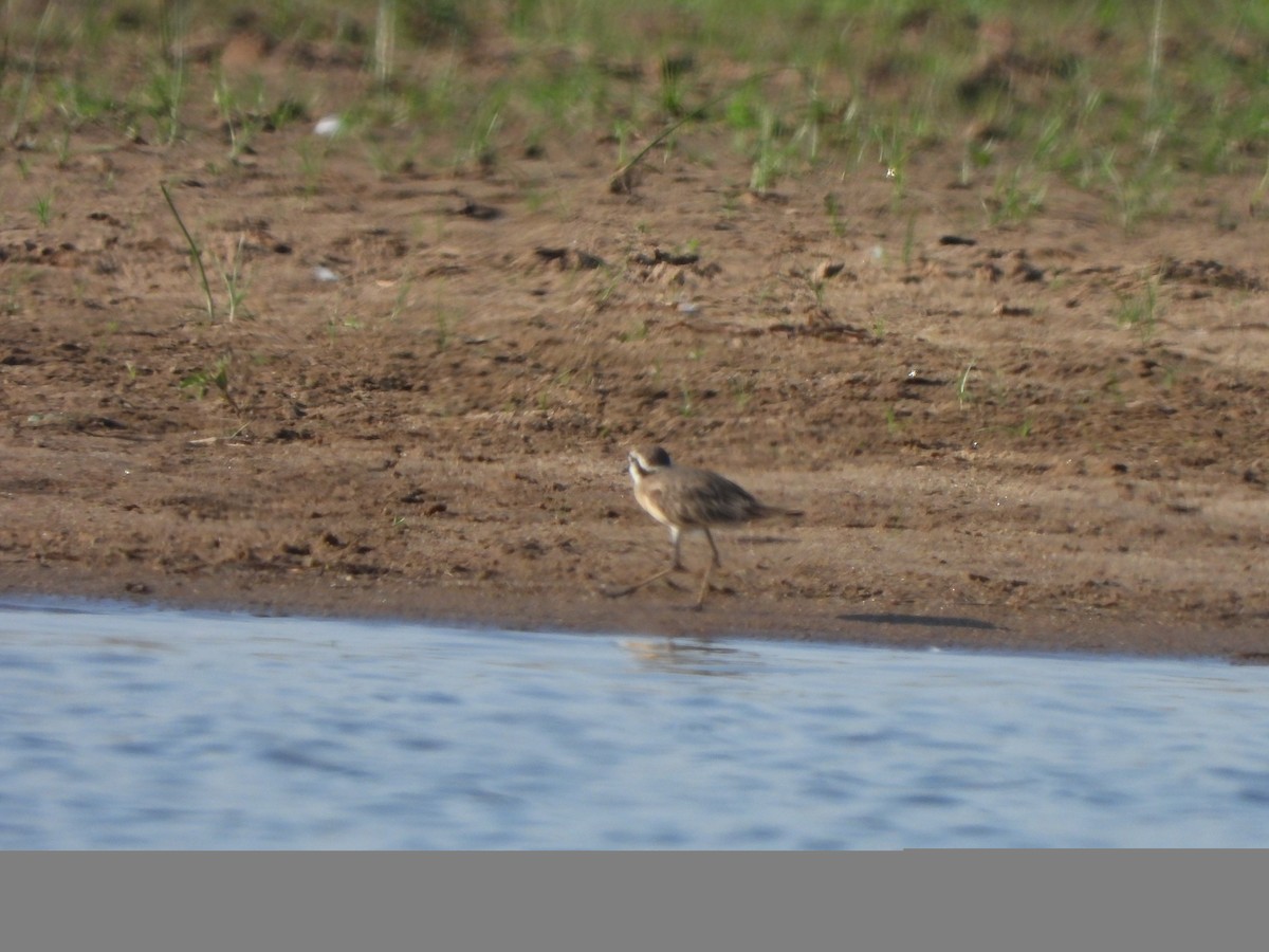 Kittlitz's Plover - ML628931529