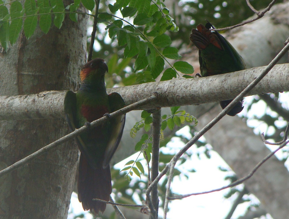 Ochre-marked Parakeet - ML628931589