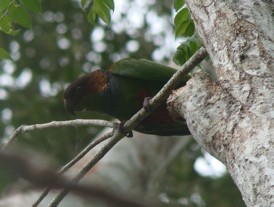 Ochre-marked Parakeet - ML628931590