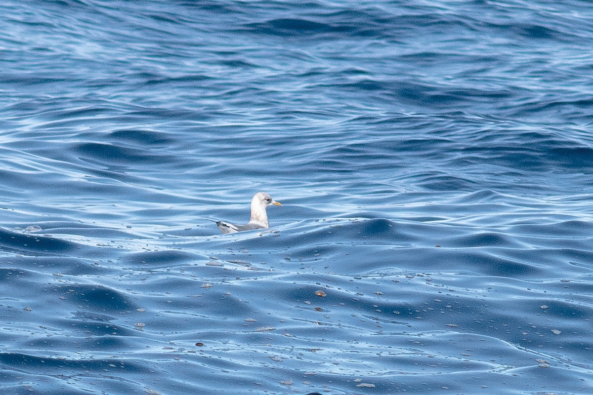 Short-billed Gull - ML628931689