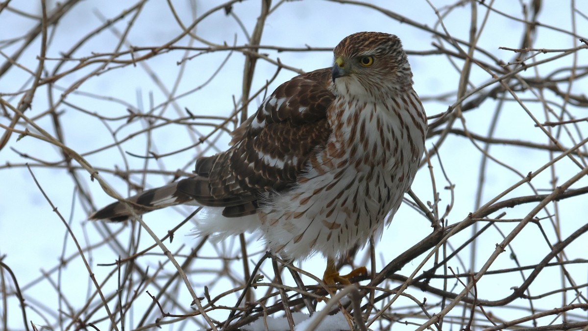 クーパーハイタカ - ML628931867