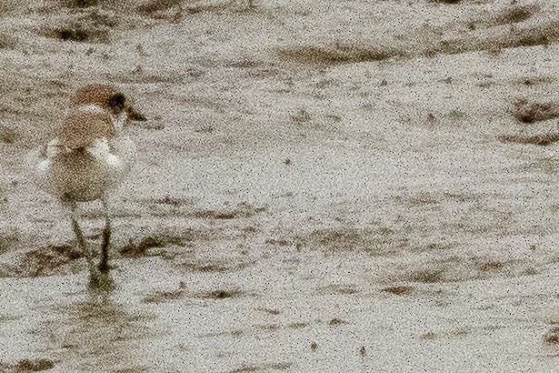 Kentish Plover (Kentish) - ML628932004