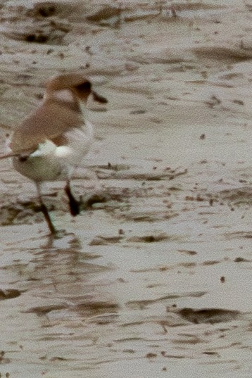 Kentish Plover (Kentish) - ML628932005