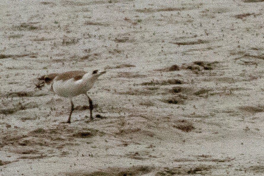 Kentish Plover (Kentish) - ML628932008