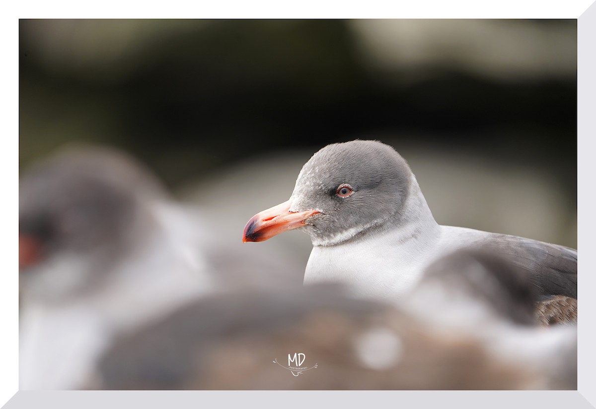 Dolphin Gull - ML628932035